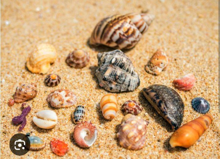 Kalimetiya Beach Cabana Hungama Kültér fotó